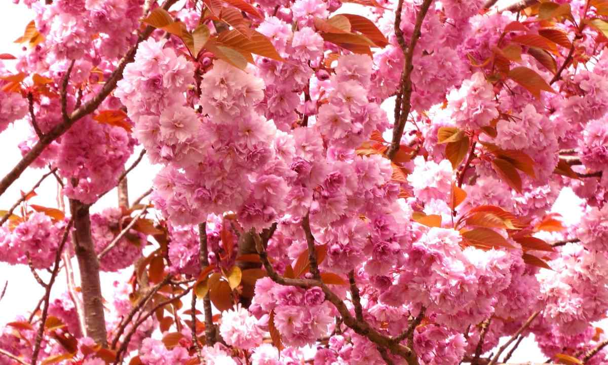 The best councils for cutting of cherry in the spring for beginners