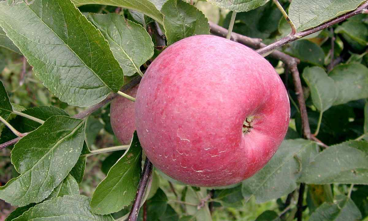 Diseases of fruit-trees: 5 basic reasons