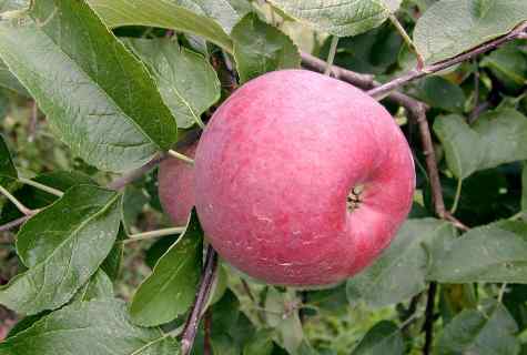Diseases of fruit-trees: 5 basic reasons