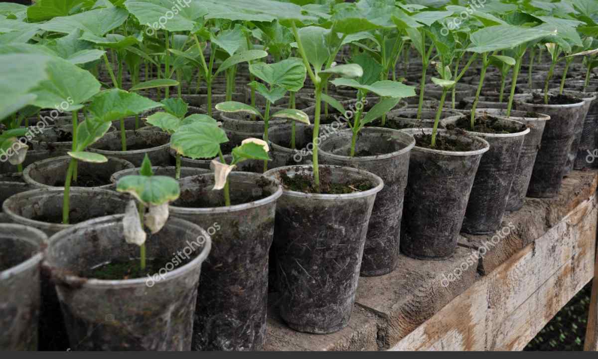 How to grow up seedling of cucumbers