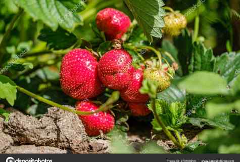 How to grow up garden wild strawberry from seeds