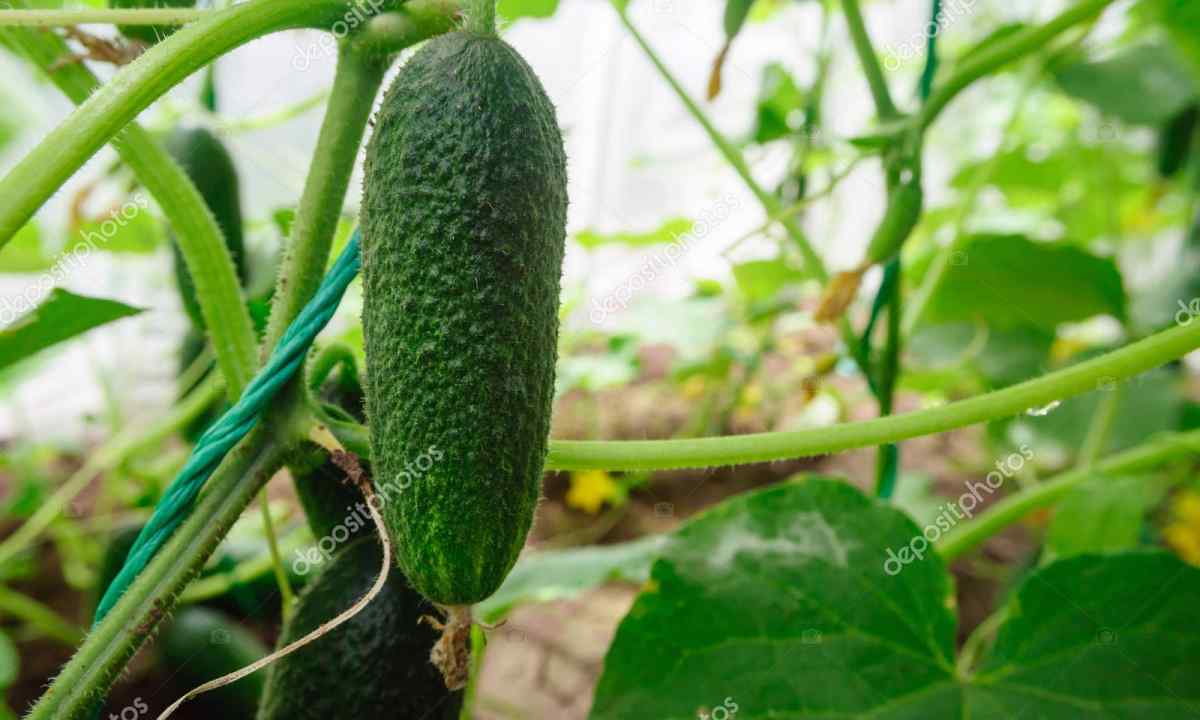 How to grow up cucumbers in the greenhouse: grant for beginners