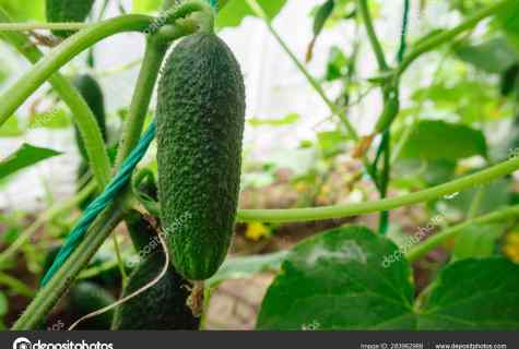 How to grow up cucumbers in the greenhouse: grant for beginners