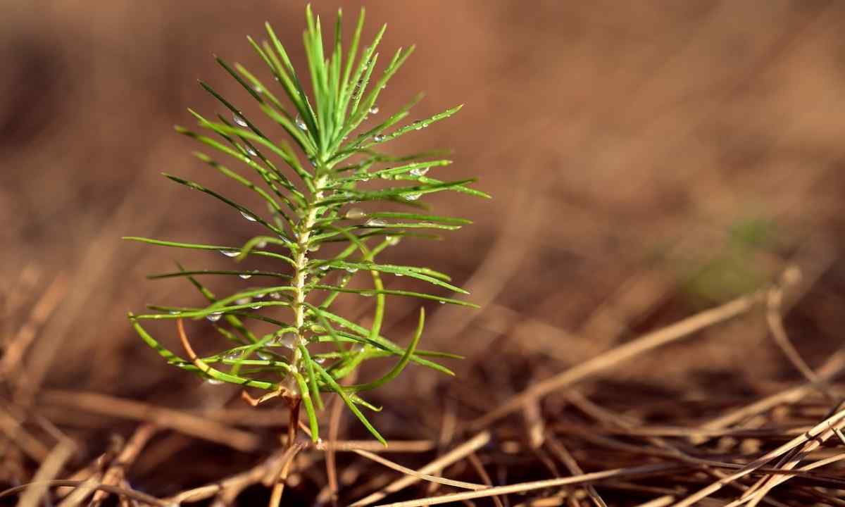 How to plant pines on the site