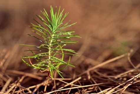 How to plant pines on the site