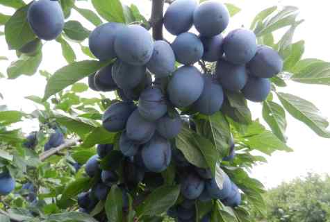 What plum to plant in Moscow area