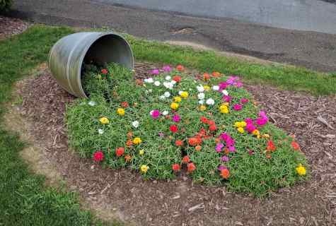 Local flower bed 