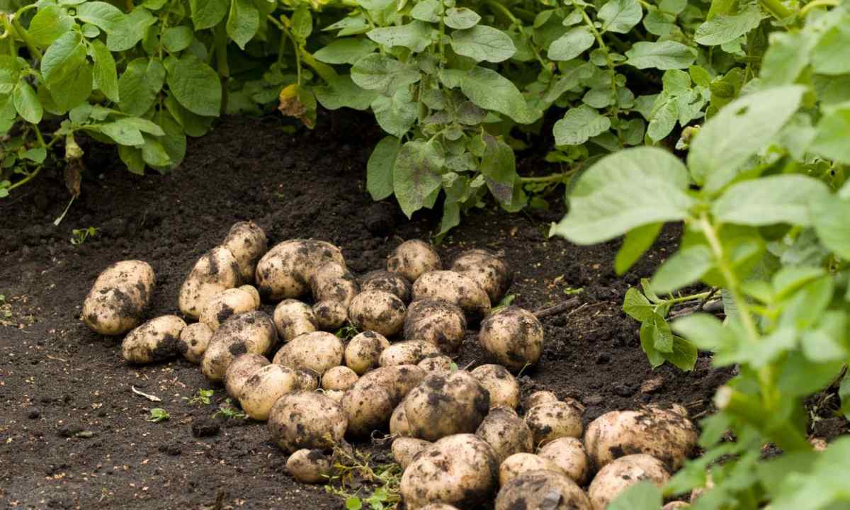 How to fight against potatoes phytophthora