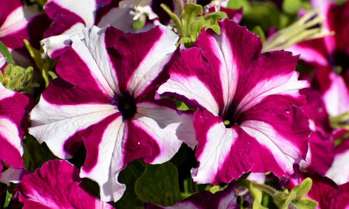 How to replace petunia