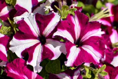 How to replace petunia