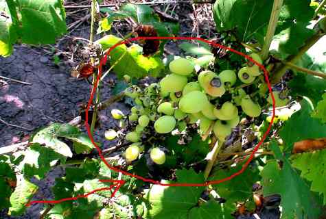 How to prevent grapes diseases