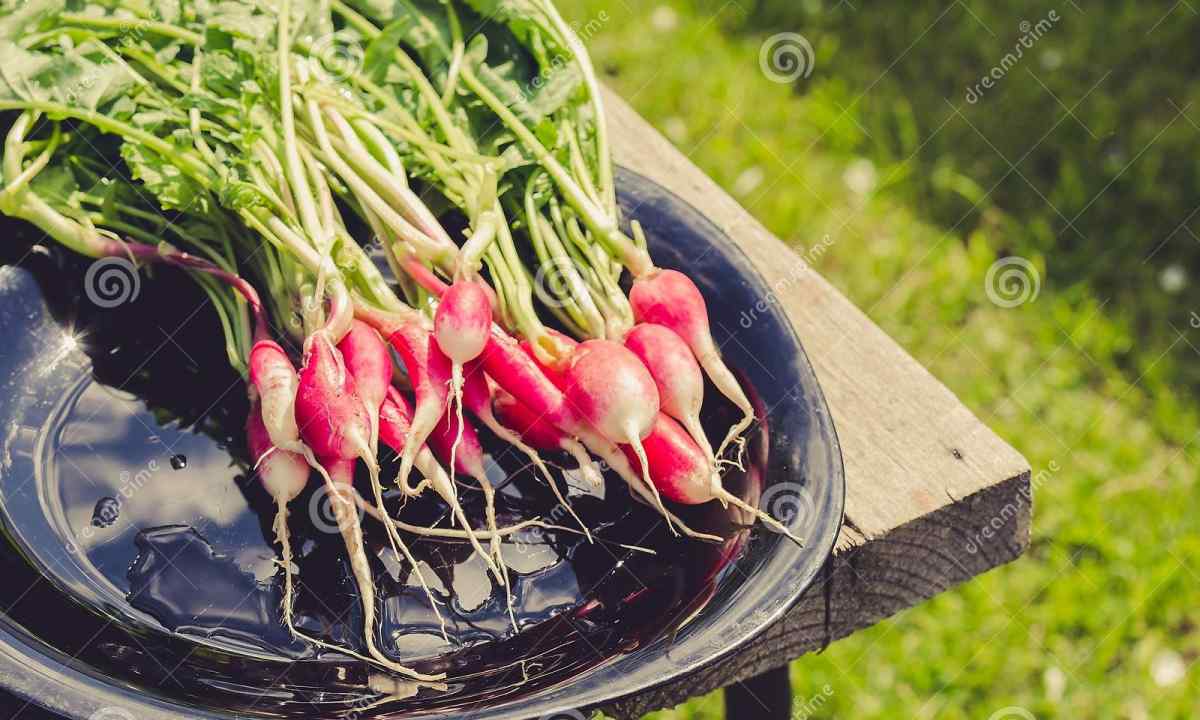 Why the garden radish strelkutsya