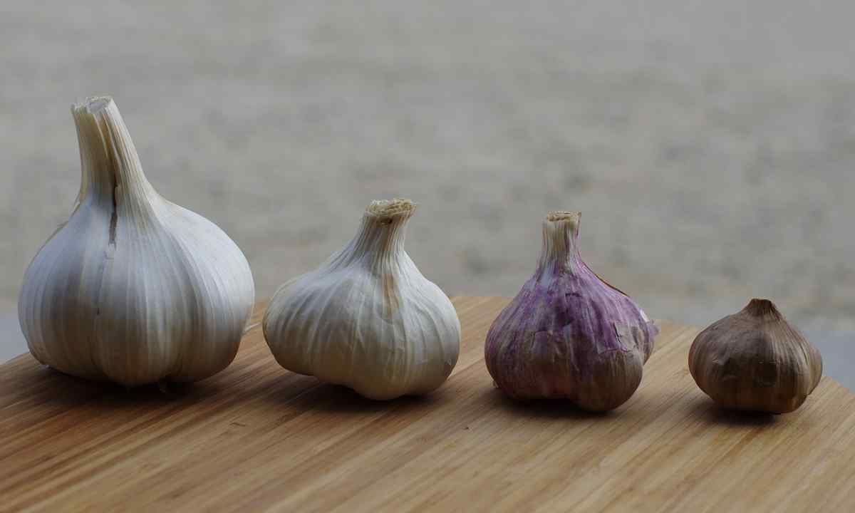 How to grow up garlic in house conditions