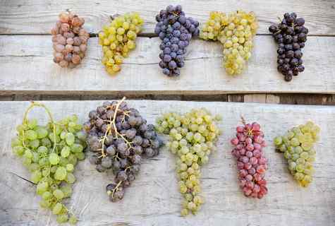 Cutting of grapes in the spring: step-by-step instruction