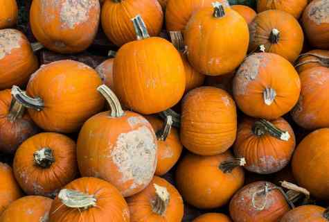 How to receive good harvest of squash