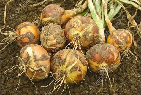How to save the decaying onions harvest