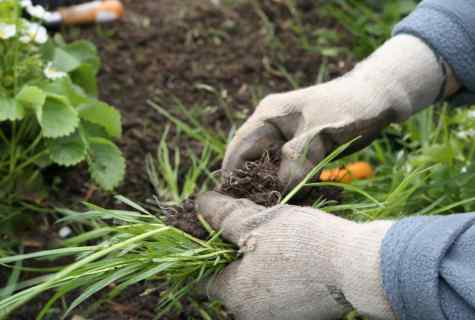 Cunnings of the gardener: definition of type of the soil on weeds and wild plants