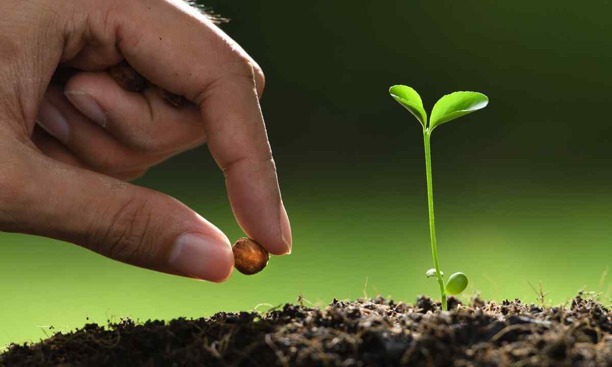 As it is correct to sow seedling and when to be engaged in it
