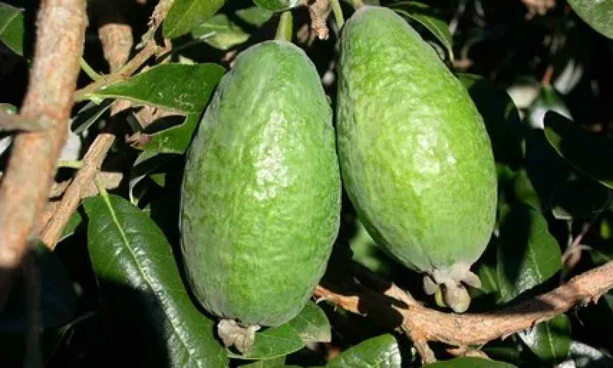 How to grow up feijoa