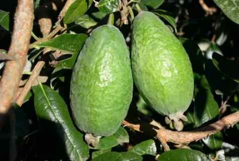 How to grow up feijoa