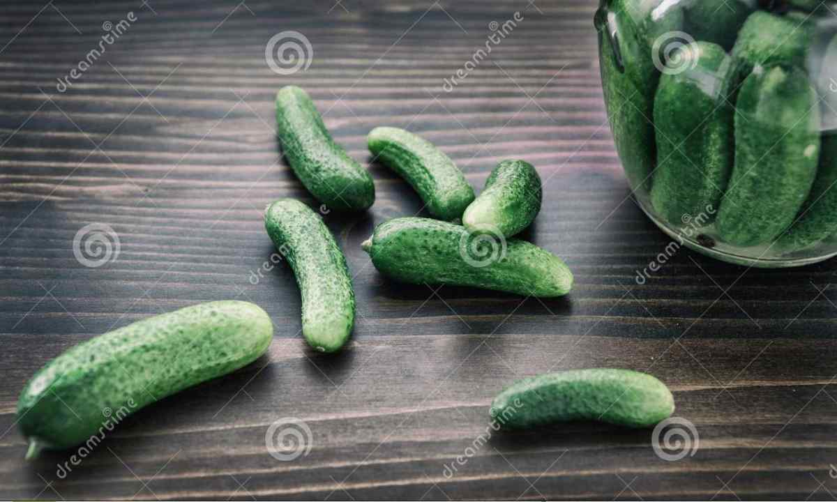 Why germs of cucumbers turn yellow