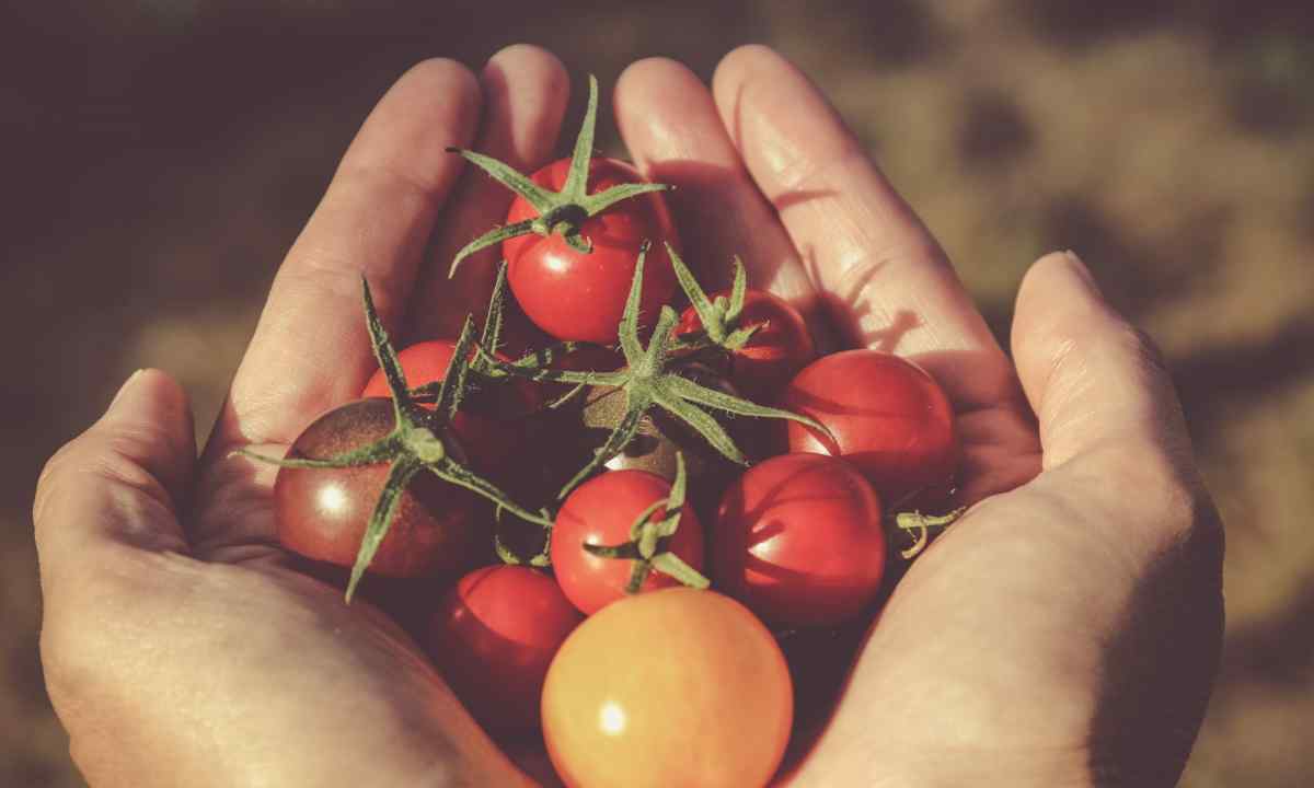 Bad and good "neighbors": near what it is impossible and it is possible to plant tomatoes