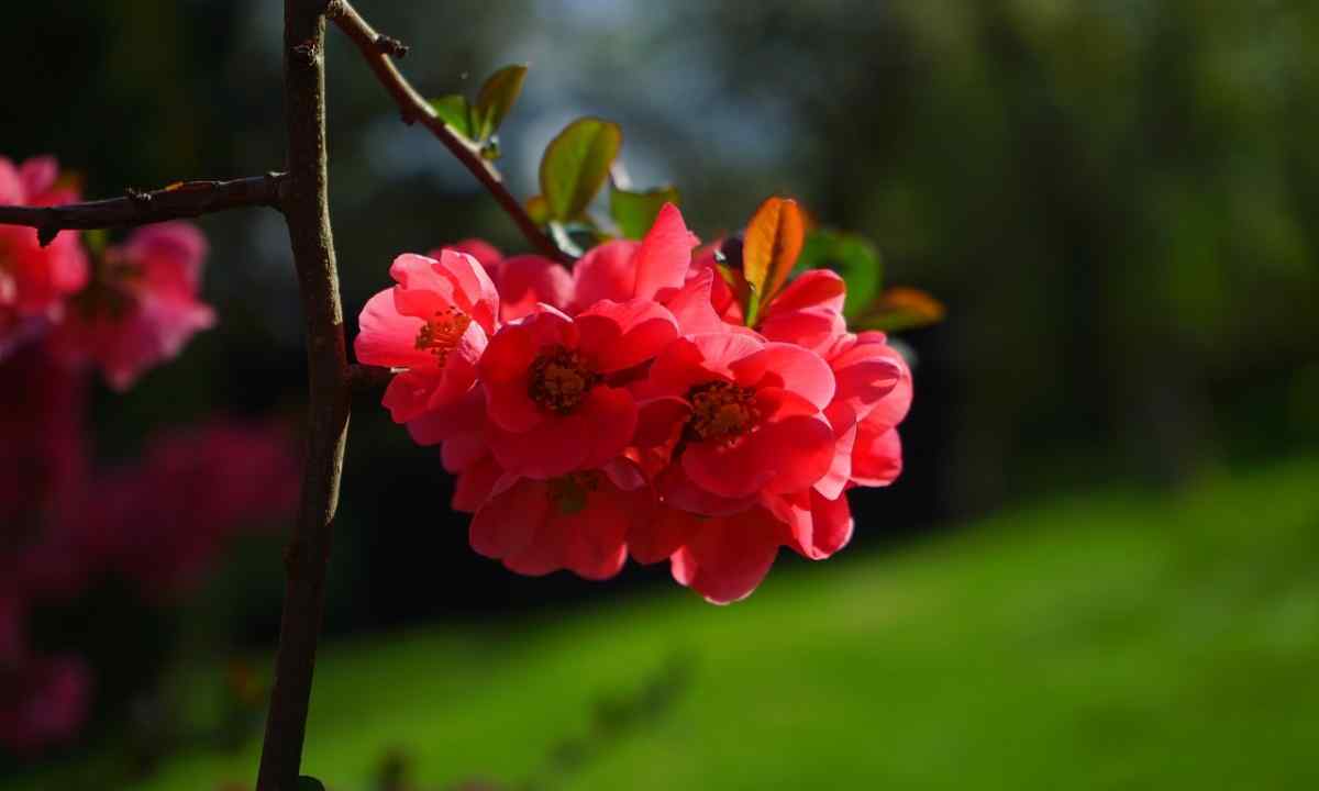 Japanese quince: landing and care for original bush