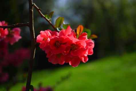 Japanese quince: landing and care for original bush