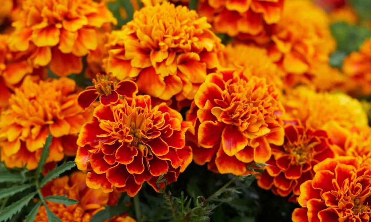 How to grow up marigold from seeds
