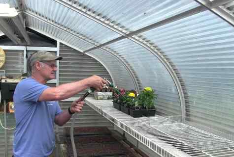 How correctly and often to water cucumbers in the greenhouse and in the open ground