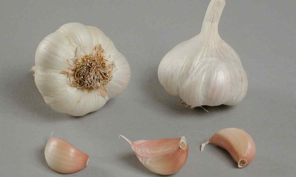 Whether plant garlic seeds