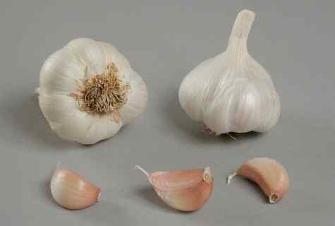 Whether plant garlic seeds