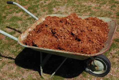 As well as why to make mulching of the soil
