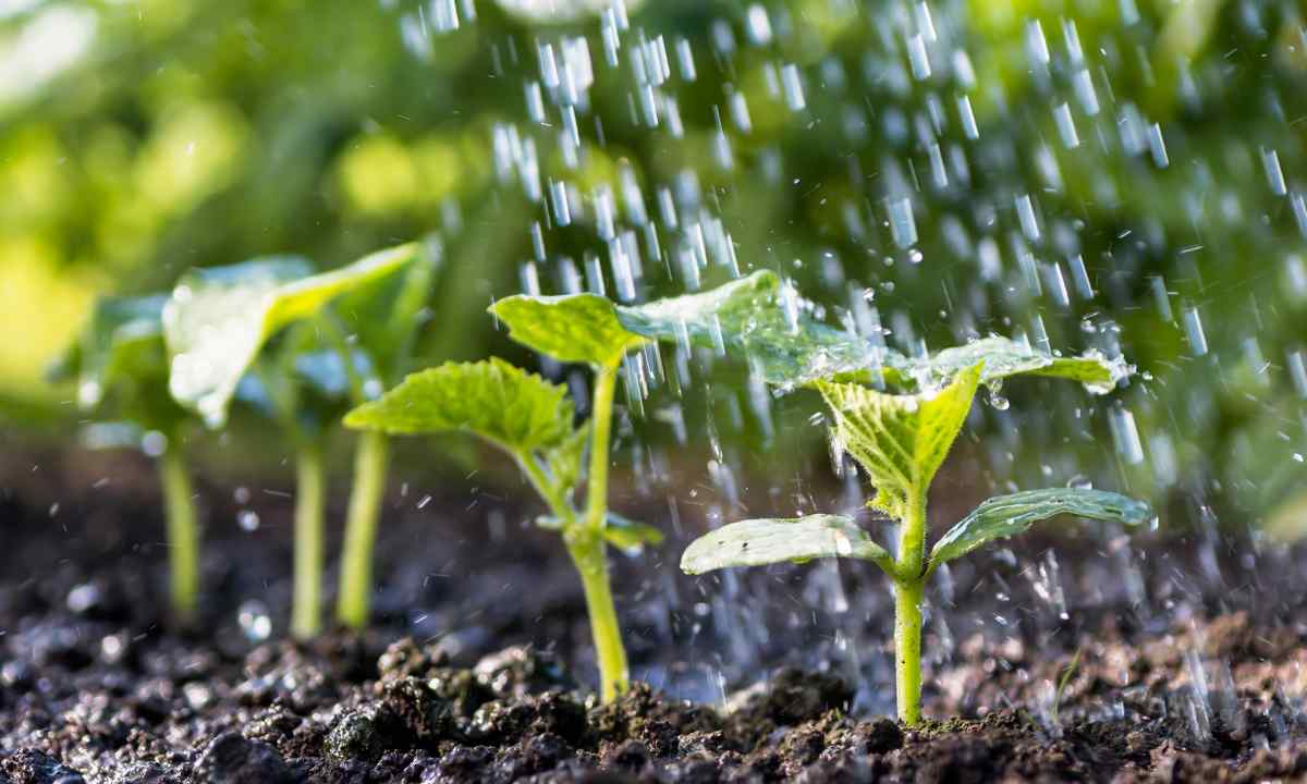 How often to water cucumbers after landing in soil