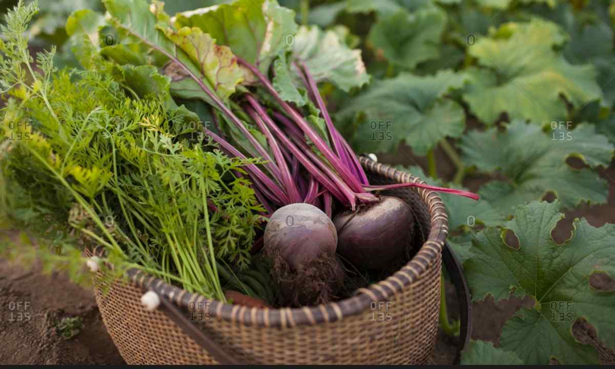 When and how to harvest some beet on storage in the fall