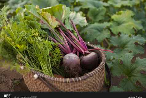 When and how to harvest some beet on storage in the fall