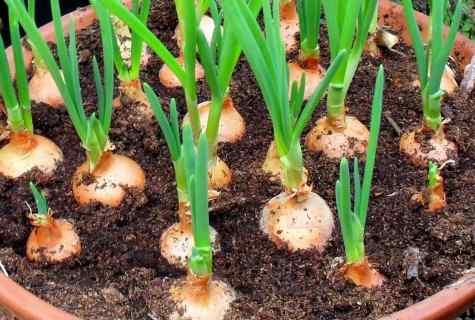 How to grow up the Indian onions