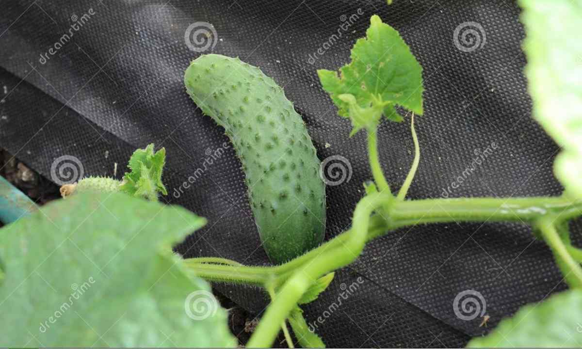 Bush cucumber: features and grades
