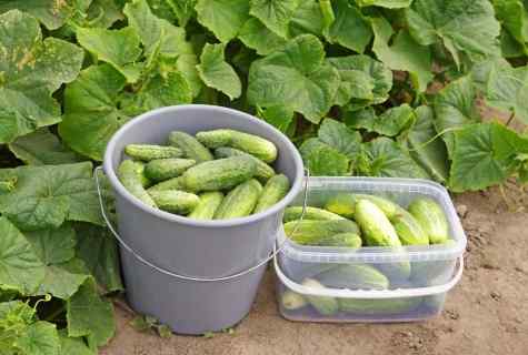 How to grow up early cucumbers