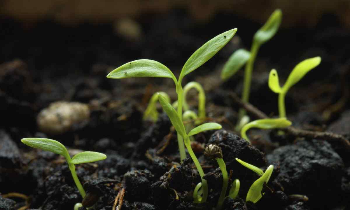 How to grow up seedling for flowers