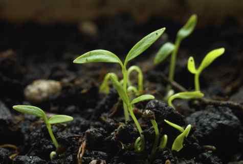 How to grow up seedling for flowers