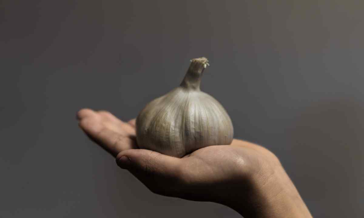 When it is better to plant garlic