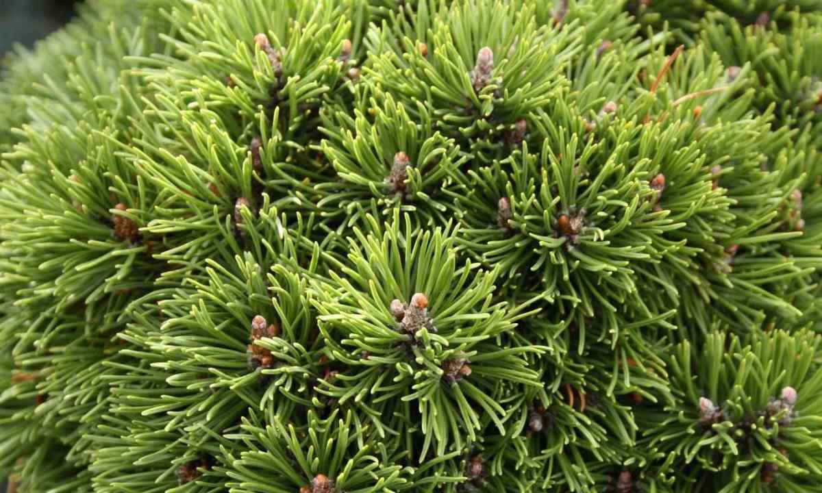 Pinus mugo – mountain pine: landing and leaving