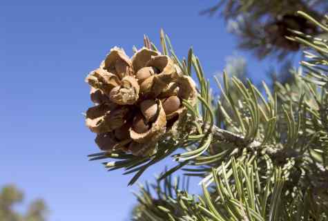 How to grow up pine