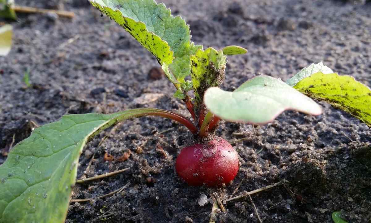 How to plant garden radish