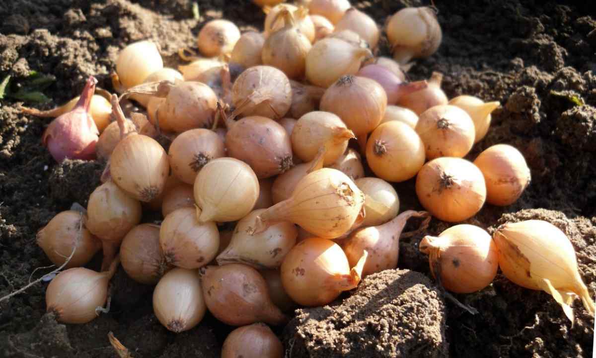 Rules of landing of garlic in the spring