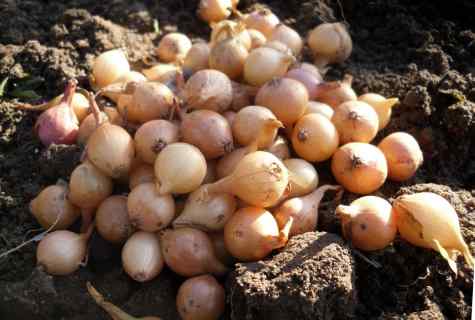 Rules of landing of garlic in the spring