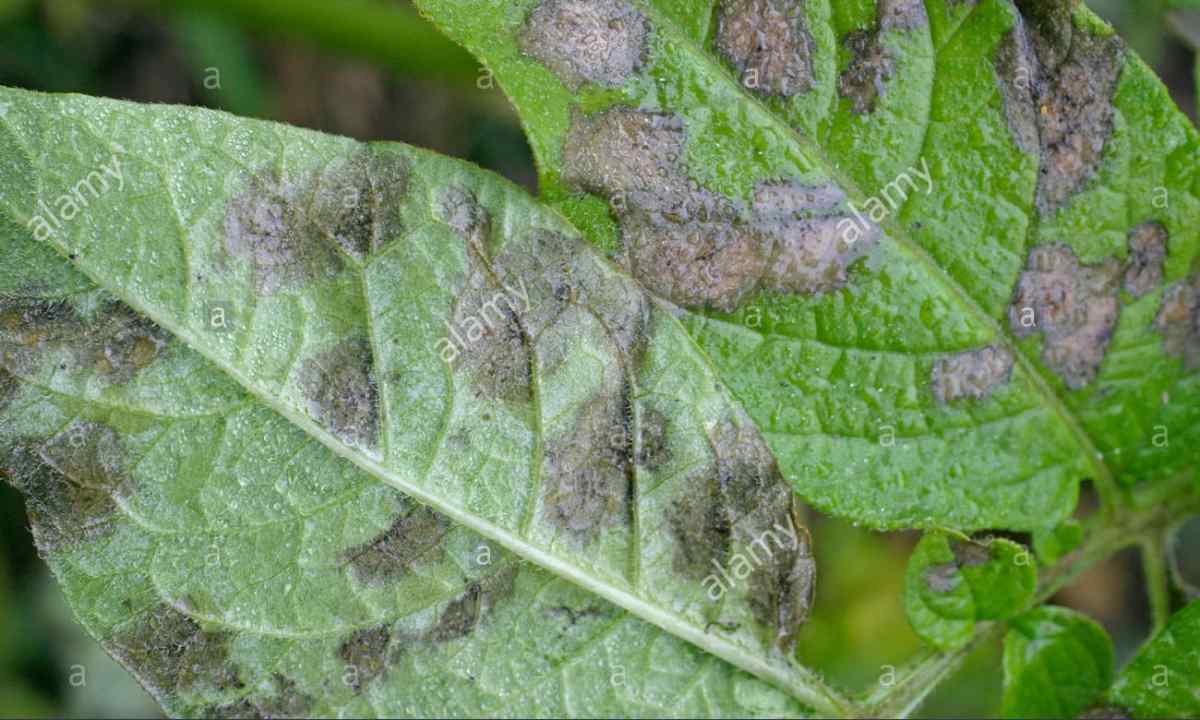 How to struggle with phytophthora