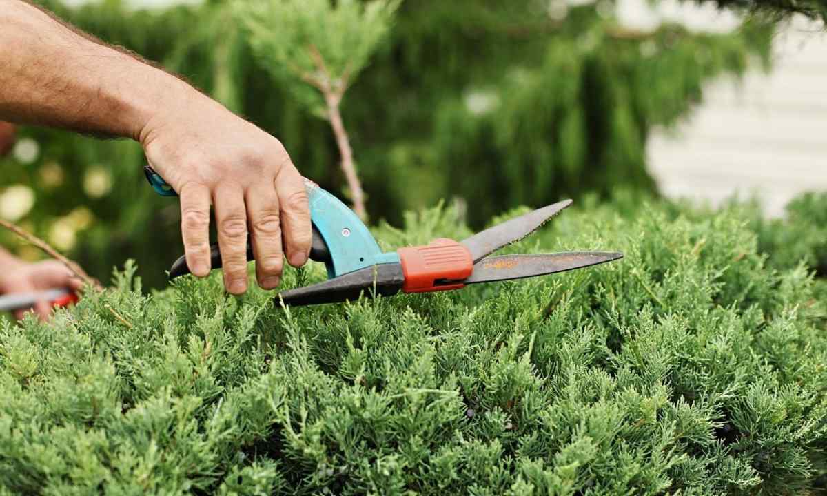 How to cut bushes