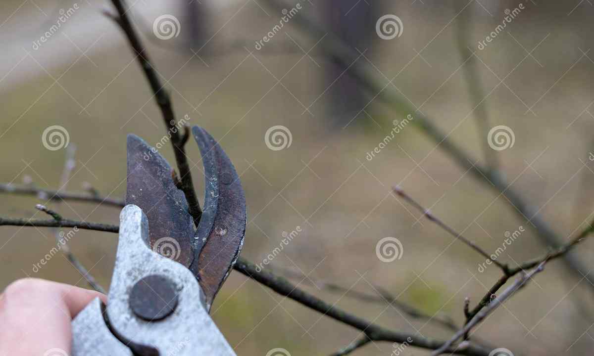 How to cut off apple-tree in the spring on personal plot